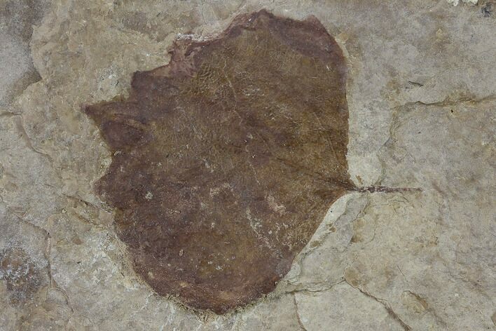 Fossil Poplar Leaf (Populus) - Nebraska #132995